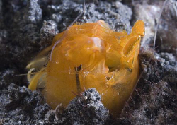 Orange mantis shrimp. Lembeh straits. D200, 60mm. by Derek Haslam 